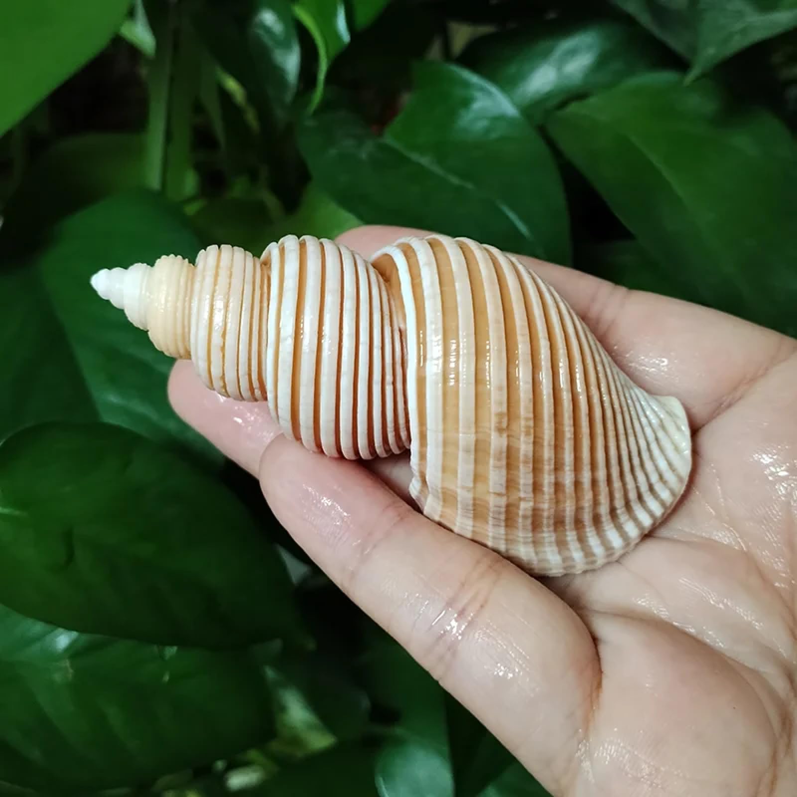 Conchiglie per decorazione, 1 pezzo, 7-8 cm, grande conchiglia del Vietnam Aancistrolepsis Vietnamensis, decorazione da tavolo per matrimoni, collezione di esemplari, decorazione per casa e ufficio