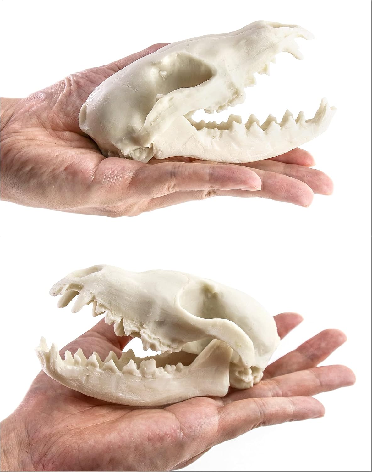 QWORK Fox Skull, Realistic Animal Skull Bones Fox Head Skeleton Natural Teeth Bone Specimen Model for Home Collectible Decoration Halloween Party