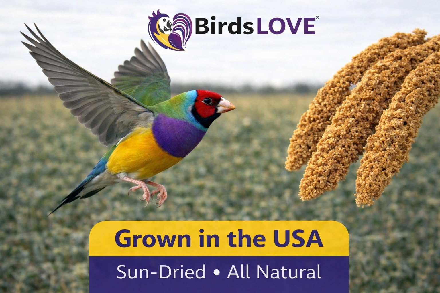 Birds LOVE Millet Tips & Tails for Birds - Parakeets, Cockatiels, Lovebirds, Finches, Budgies, Canaries, Cockatoos - Natural & Healthy Millet for Birds - Parakeet Food & Treats for All Parrots, 1lb