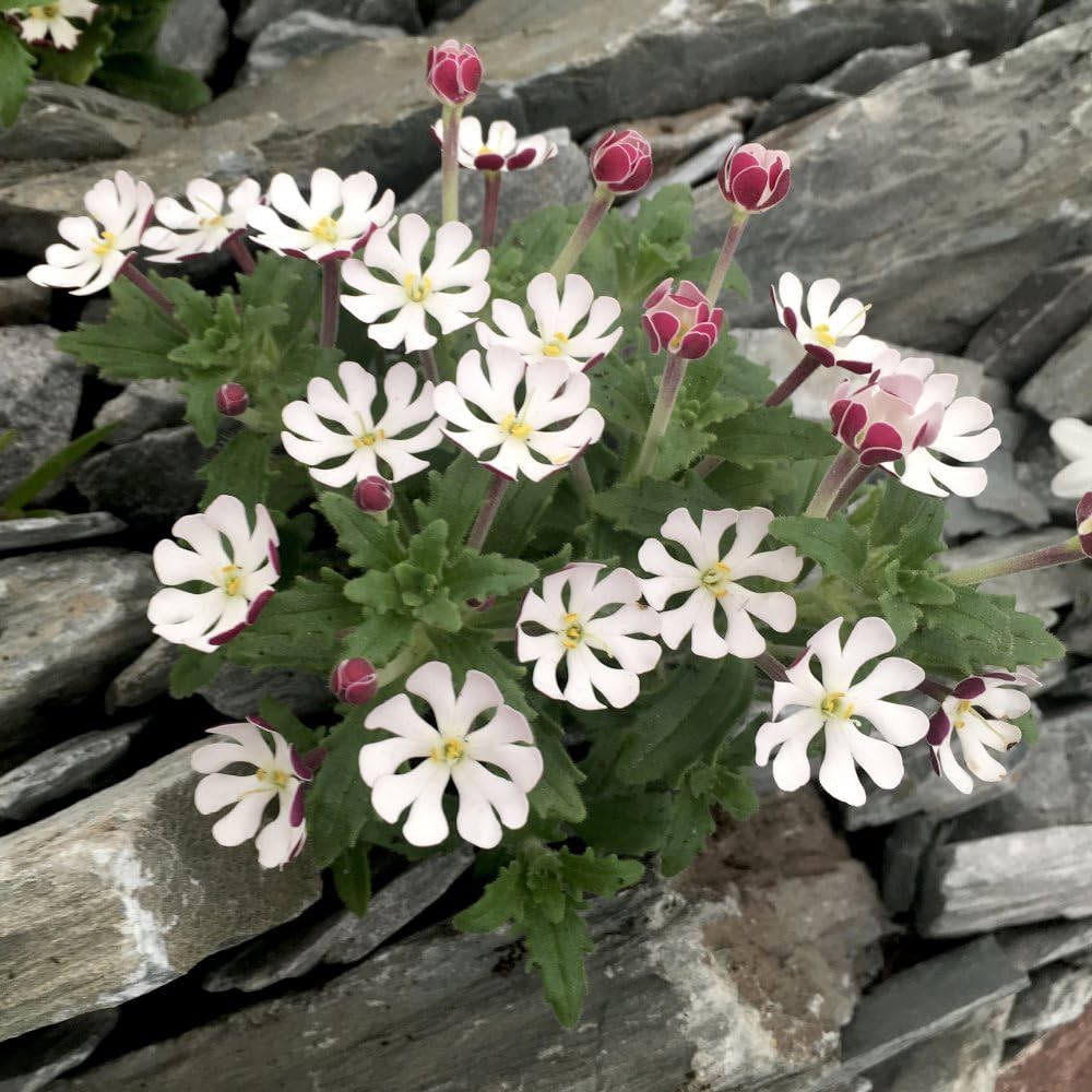 Zaluzianskya ovata Star Balsam - Fragrant Night Scented Phlox - Vanilla Perfumed Beauty - Intriguing Floral Fragrance - Evergreen Foliage - Easy-to-Grow - 3X Plug Plants by Thompson & Morgan
