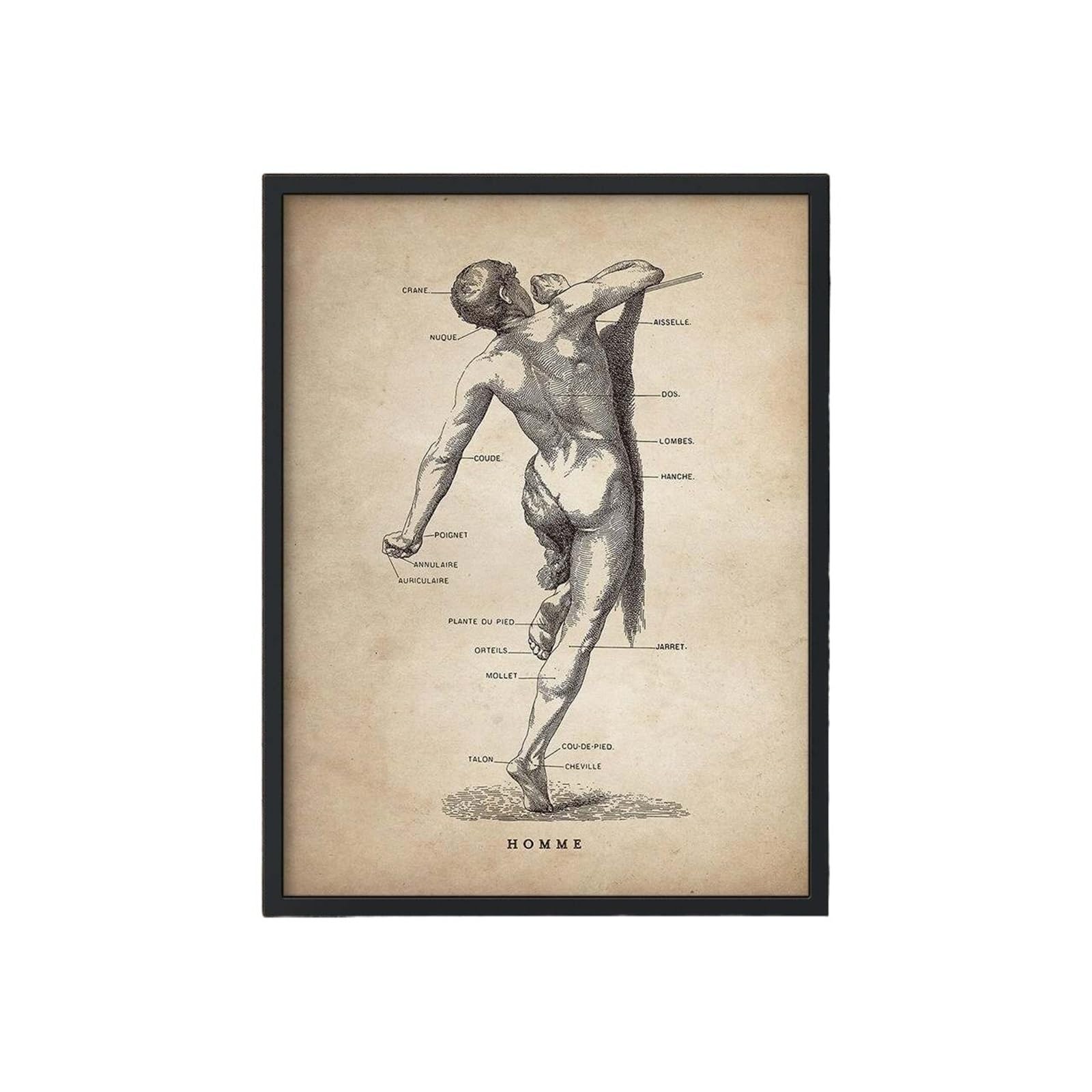 Vintage Anatomia Mięśni Człowieka Klinika Medyczna Obraz Ścienny Układ Narządów Szkieletowych Druk Na Płótnie Plakat Edukacji Ciała | F,50X70cm Unframed