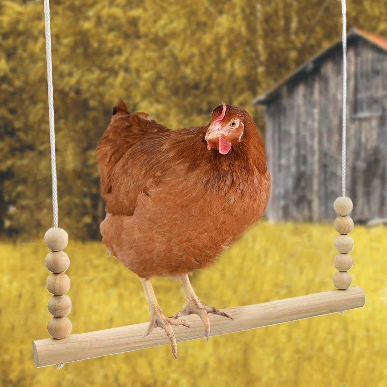 Jouet Balançoire pour Poules, en Bois Naturel pour Volailles | Perchoir Échelle Stable Sécurisé Enrichissement Jeu Repos Volaille Basse-Cour Ferme