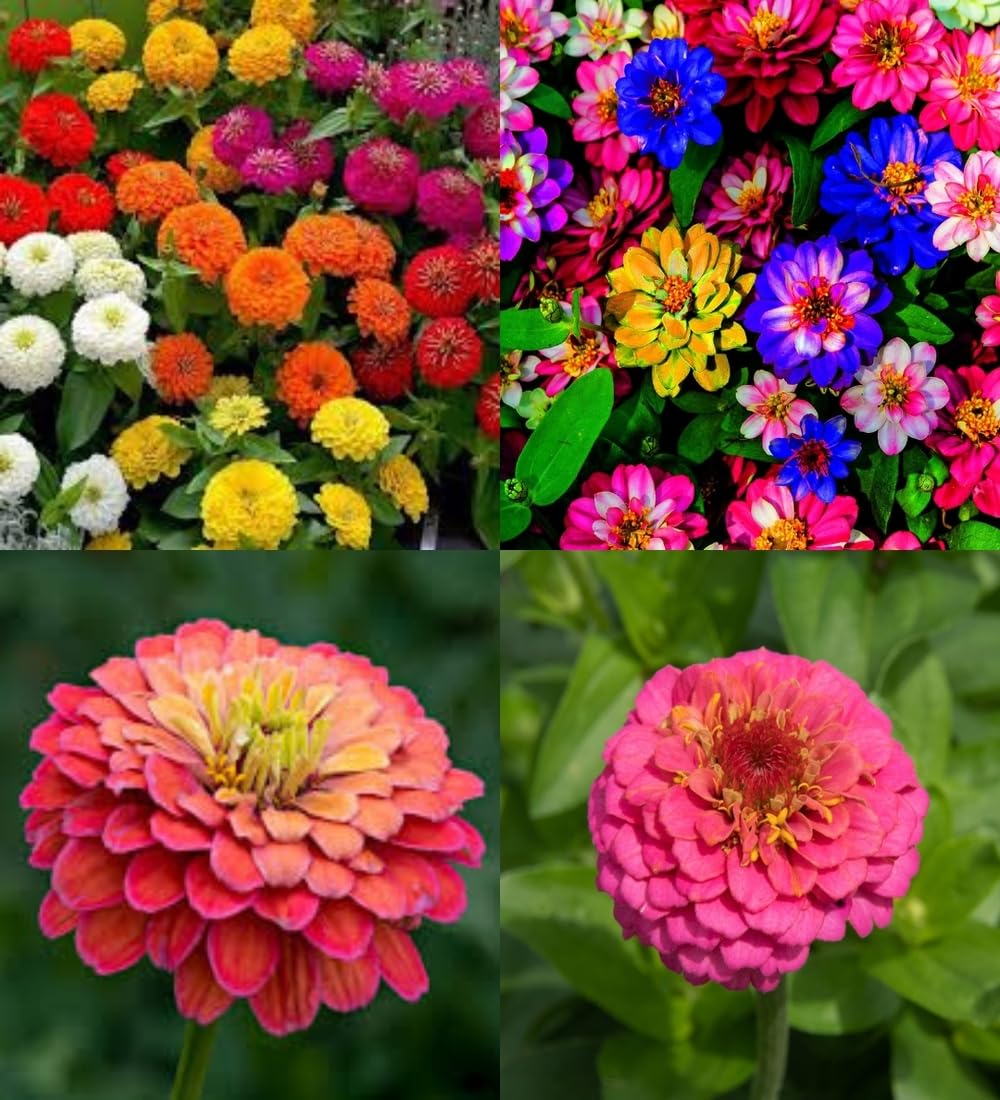 zinnia flower plant seeds Zinnia all colours hybrid double flower mixed  seeds pack of 60 : Amazon.in: Garden & Outdoors