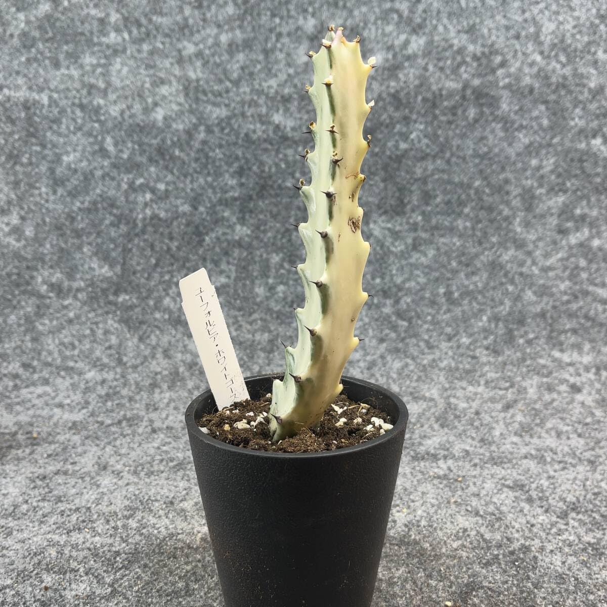 Amazon.co.jp: 鉢ごと発送ユーフォルビアホワイトゴースト Euphorbia 