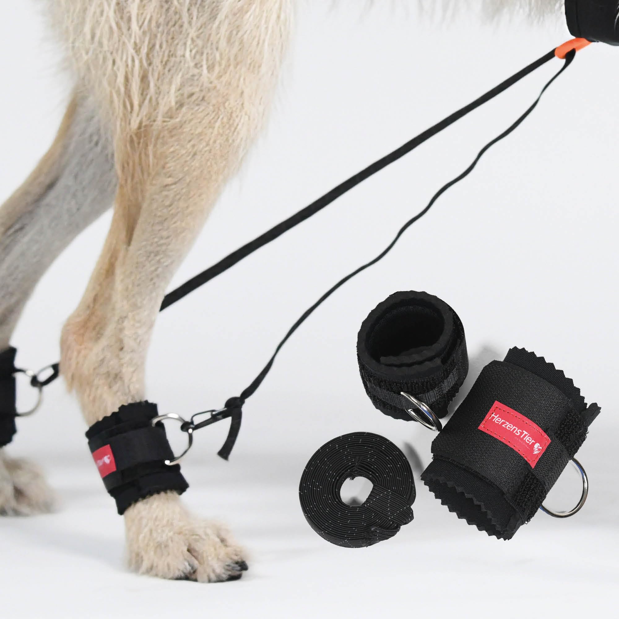 Bandage marche chien en néoprène pour accompagner la rééducation au quotidien