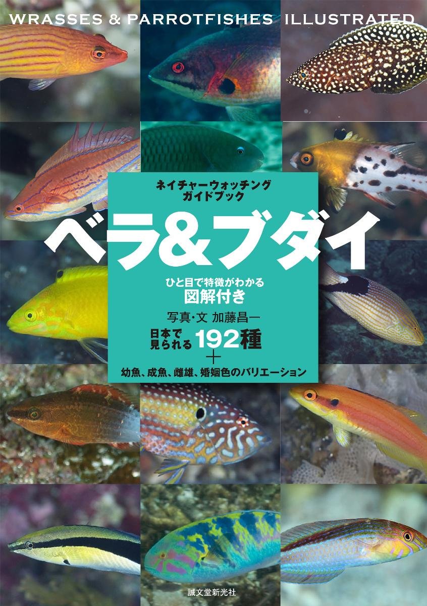 ベラ ブダイ 日本で見られる192種 幼魚 成魚 雌雄 婚姻色のバリエーション ネイチャーウォッチングガイドブック 昌一 加藤 本 通販 Amazon