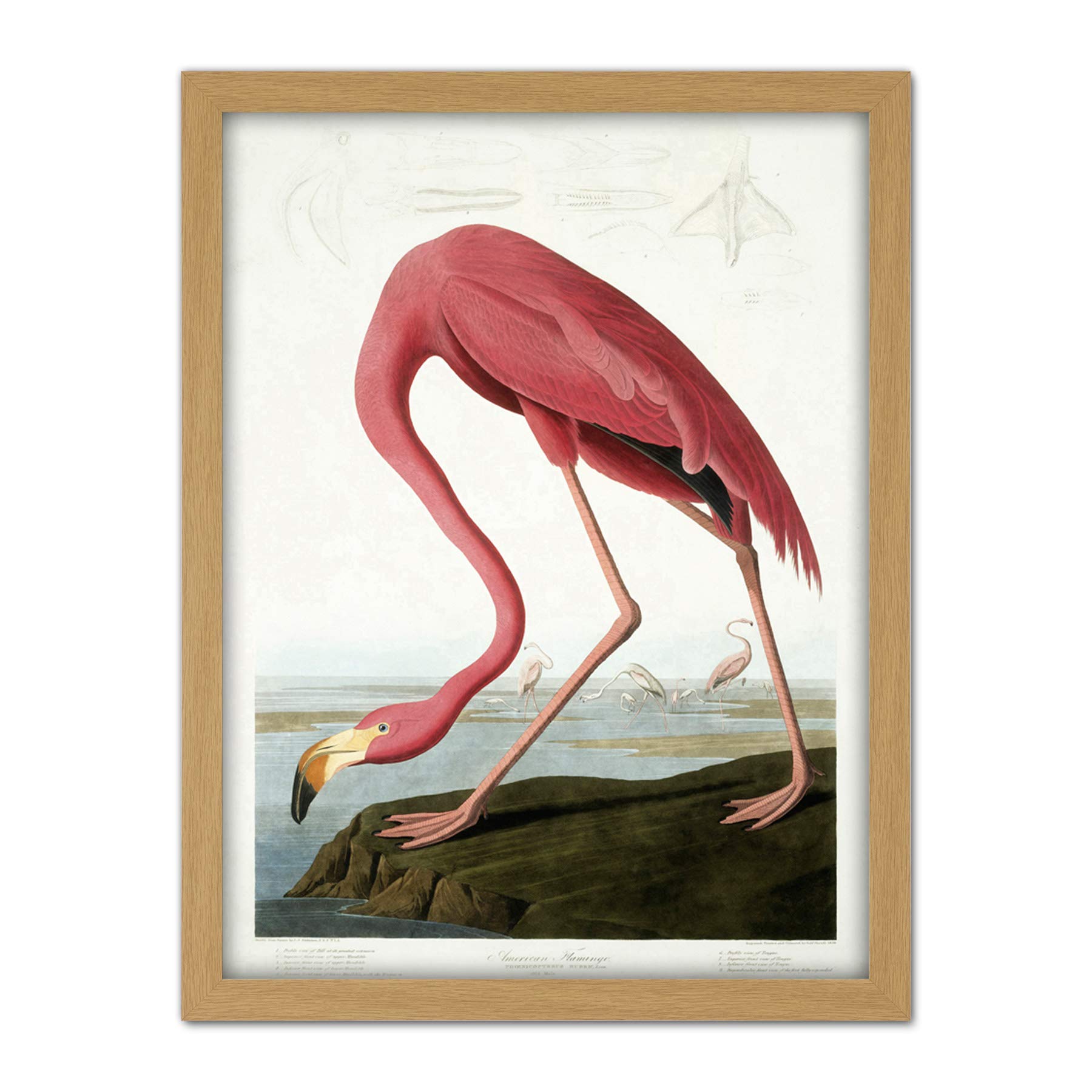 Wee Blue Coo Audubon American Flamingo Artwork Framed Wall Art Print 18X24 Inch