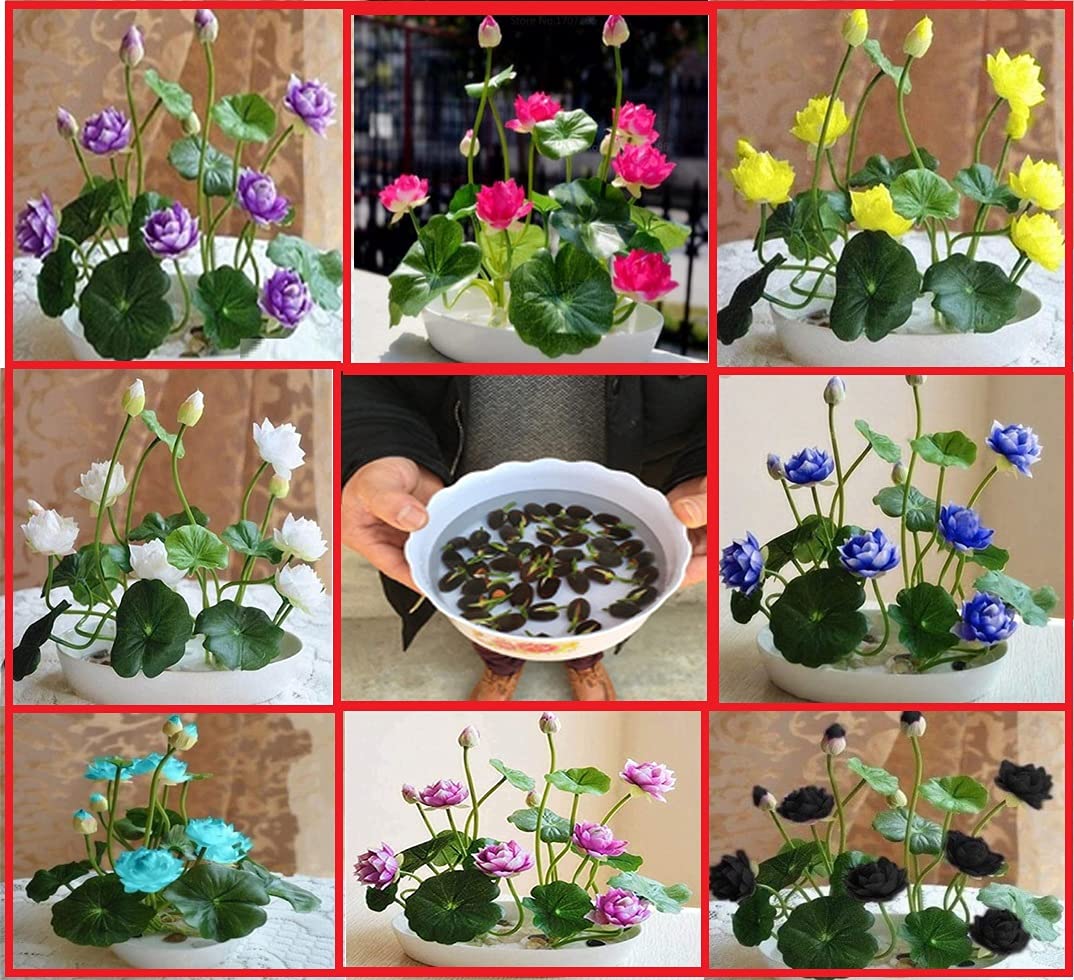 My Genius Brand Lotus Mix Flower Seeds (Pack Of 21 Seeds) - All Mix Colors… Growing Lotus Brings Positive Vibrations According To Vaastu Shastra…,Multicolour(lotus545) (B099QVTHNJ) Amazon Price History, Amazon Price Tracker