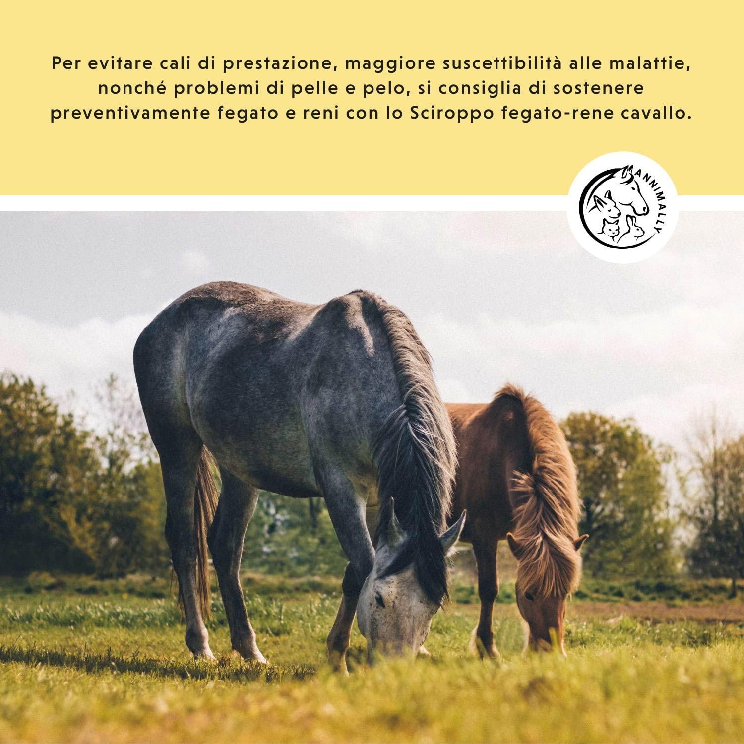 Liquido Fegato e Reni per Cavalli - Succo di erbe da 1000ml con Cardo Mariano e Carciofo per il fegato - Succo per i reni per un metabolismo sano nel cavallo