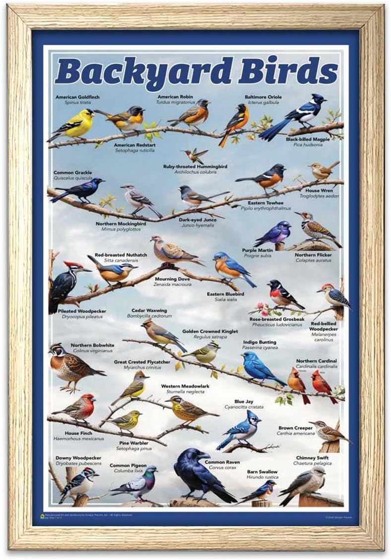 Scorpio Posters Backyard Birds Educational Poster - 11 x 17 inches with Frame Natural Color