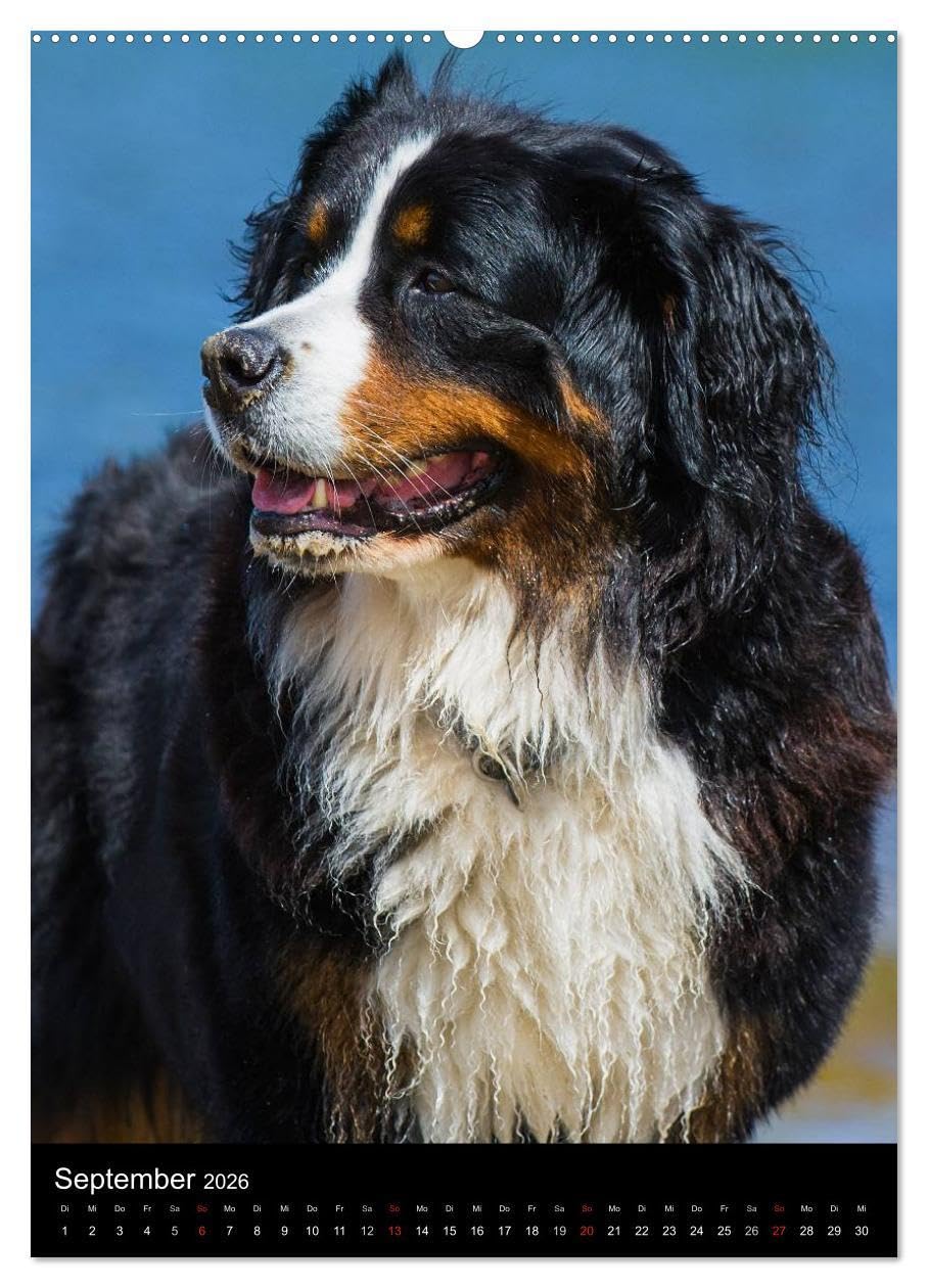 Faszination Berner Sennenhund (hochwertiger Premium Wandkalender 2026 DIN A2 hoch), Kunstdruck in Hochglanz: Auf 13 bezaubernden Fotos begleiten uns Berner Sennenhunde durch das Jahr (CALVENDO Tiere)