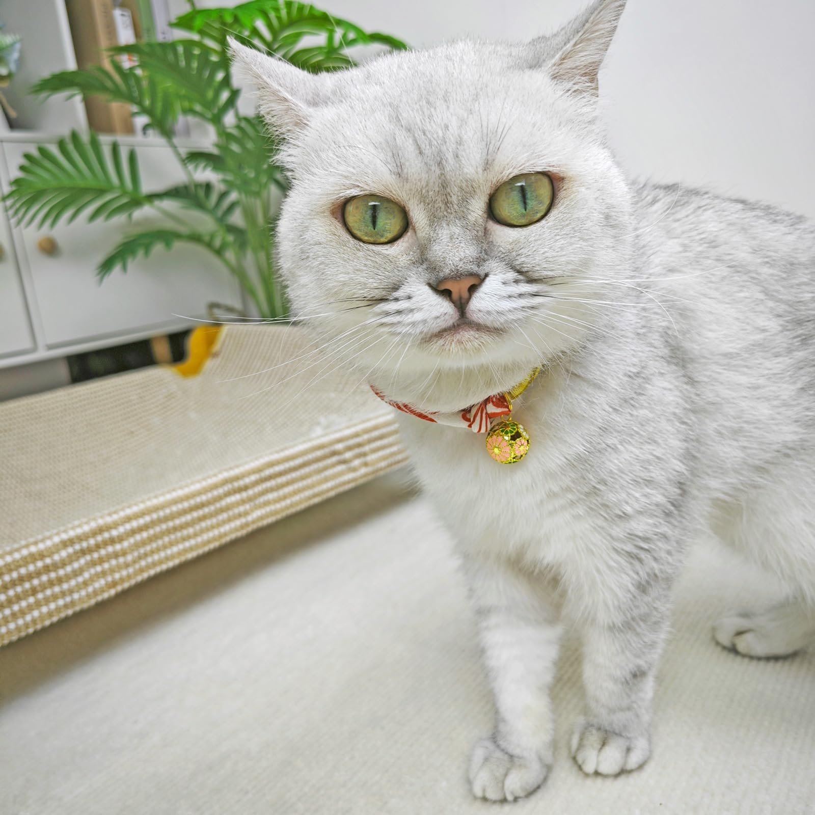 Go to store page for "Mum Collars". - image 3