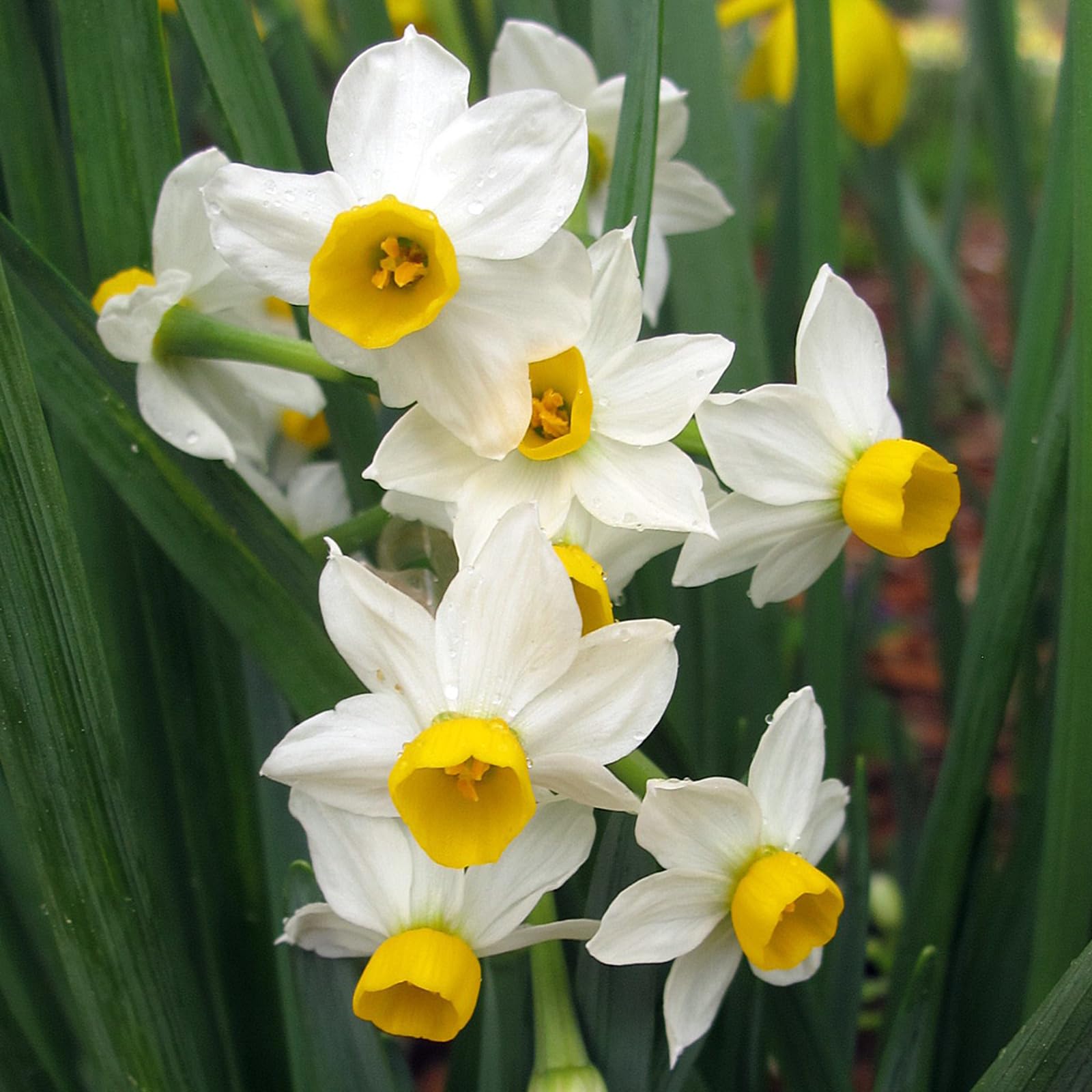 Carbeth Plants - 25 x Daffodil Canaliculatus Spring Bulbs - White Dwarf Miniature Narcissus Spring Flowering Perennials - UK Hardy Pollinator Friendly - Grow in Beds, Borders and Patio Pots