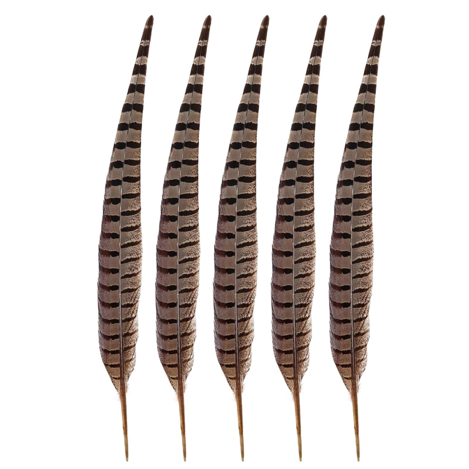 5 plumes de faisan de 40 à 45 cm, plumes naturelles de queue de mâle ringneck, pour projets DIY, décoration, danse, jouets pour chat