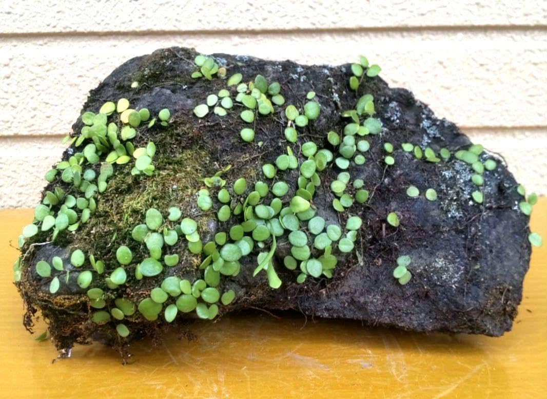 ハオルチアオブツーサ錦 子株いっぱい付き 極上斑入り個体美苗 発根済み