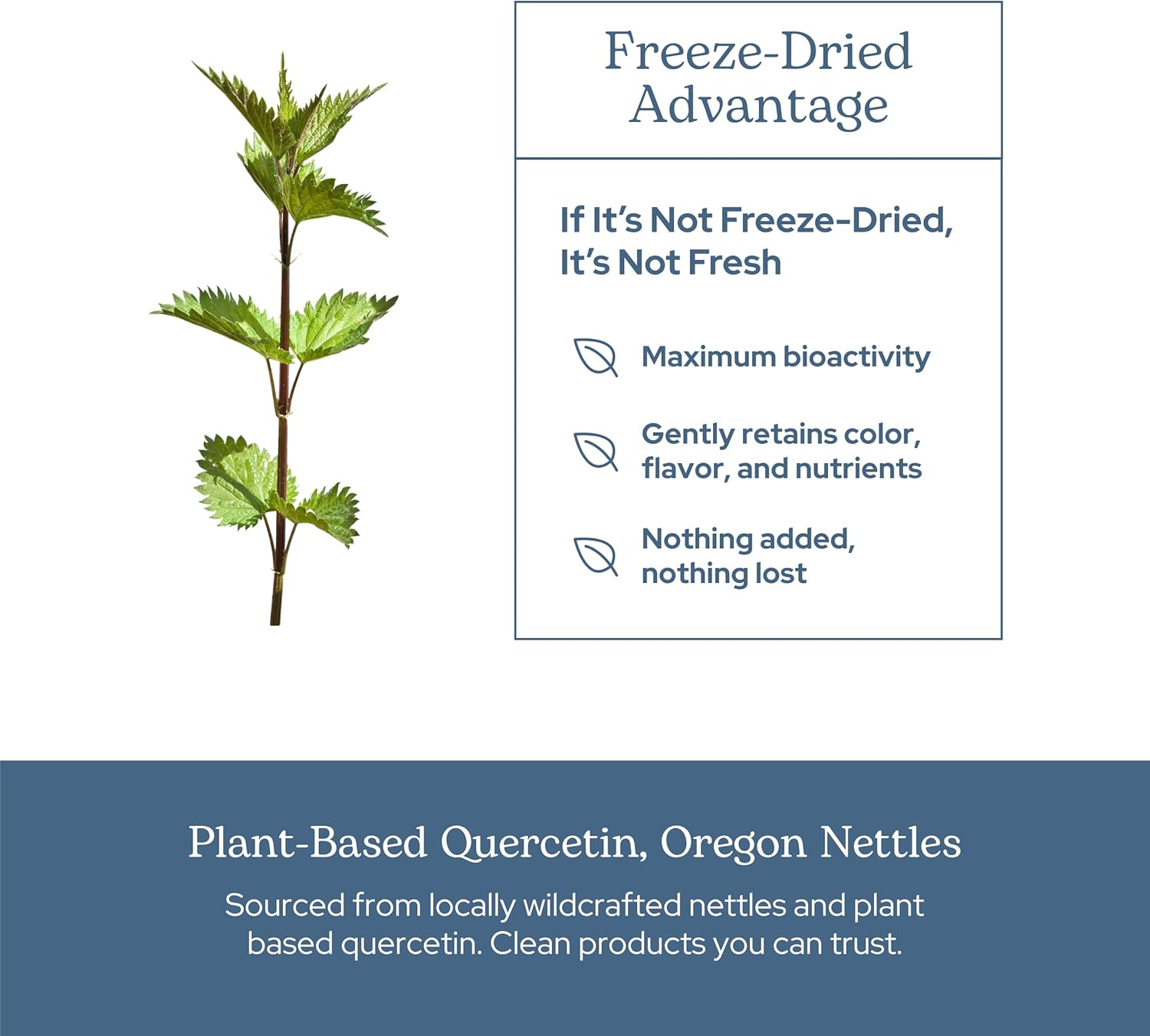 Eclectic Herb - Nettle Quercetin Capsules | Non-GMO, Vegan | 90 CT