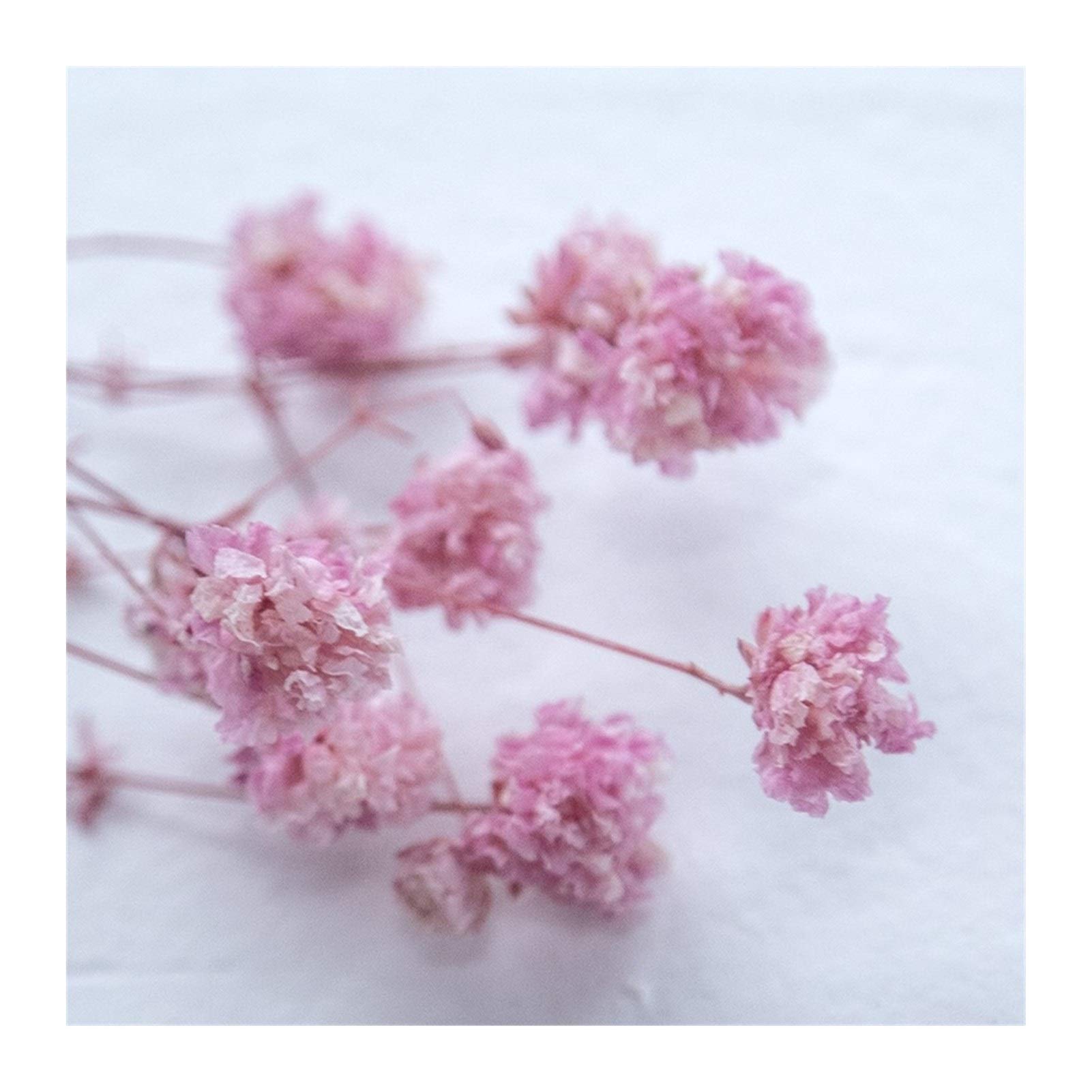 Amazon.com: HANRUO Dried Flowers- Aromatherapy Wax Flower Flower