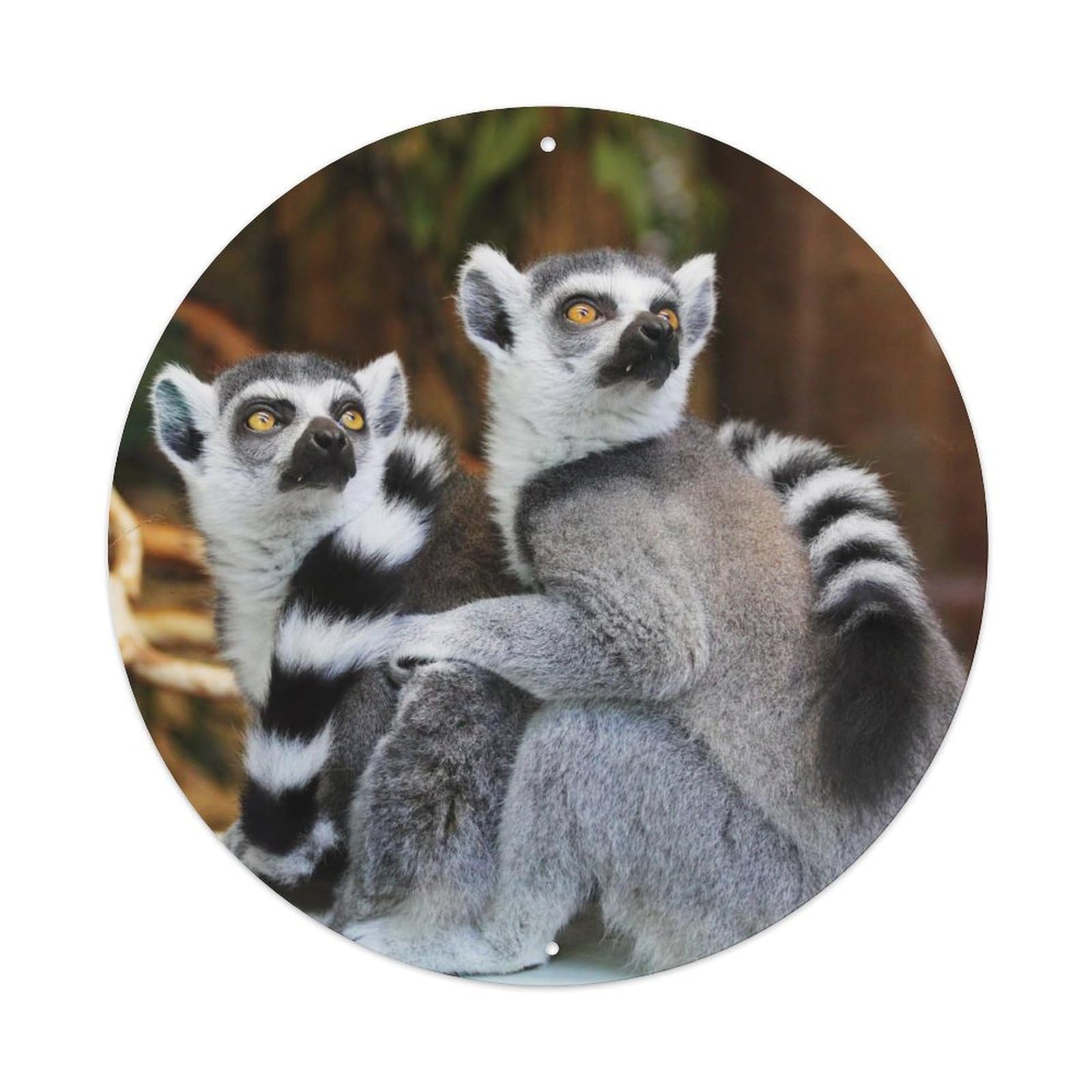 Lemur Wildlife Habitat Madagascar Forest Poster Metal Tin Sign
