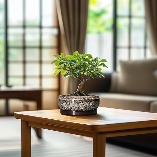 Miniatura 7 de Maceta para suculentas de 6 pulgadas, macetas de cerámica para bonsái con orificio de drenaje y bandeja, maceta poco profunda para interiores y