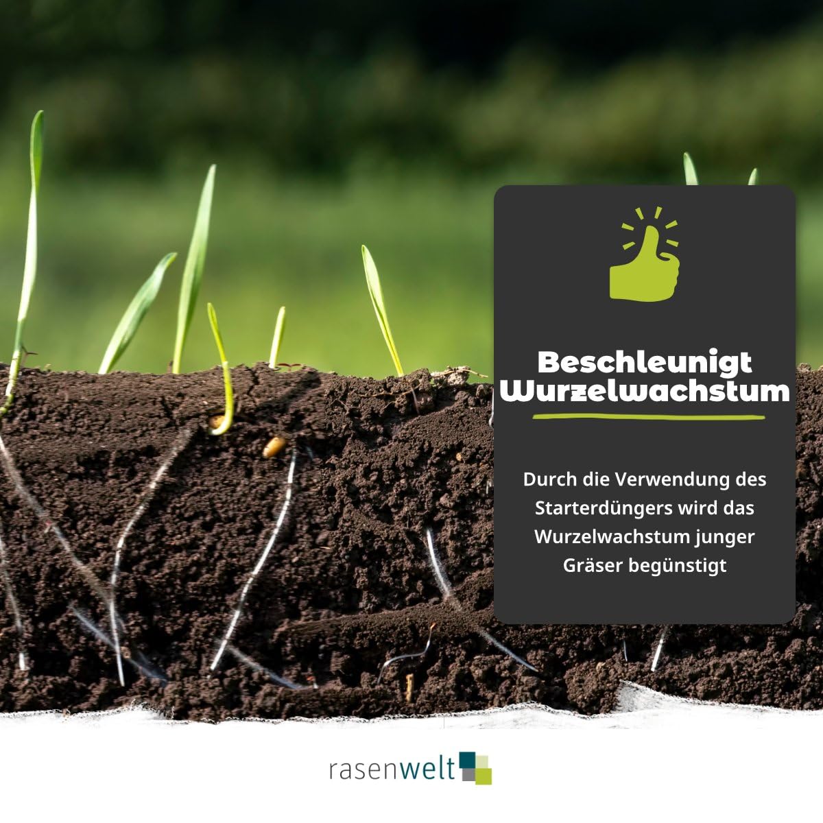 akazie düngen Kugel-Akazie – Robinia pseudoacacia ‘Umbraculifera’ (Hochstamm) main image 0