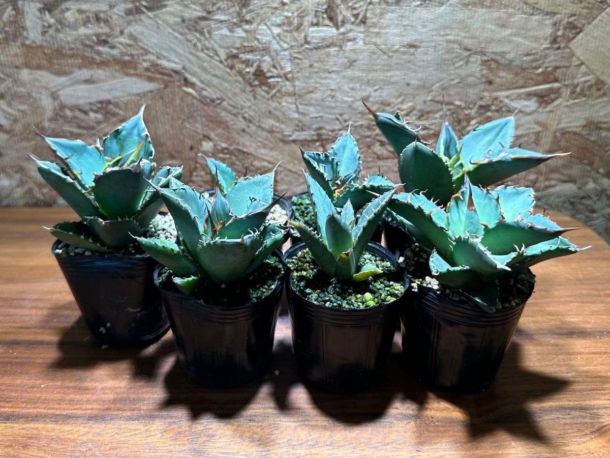 K-0348 ７株セット アガベオテロイオアハカ子株 AgaveOteroi Oaxaca