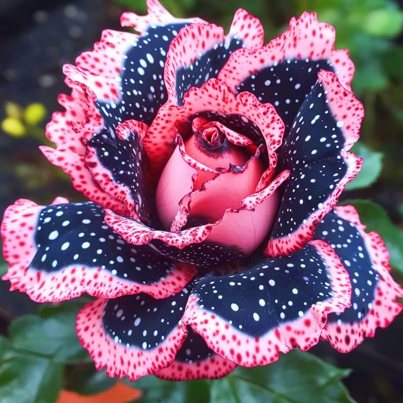 Bloom Year After Year Rose Plant Rose Bulbs Rich in Color Hardy Perennial/Plant Bulbs/Wedding Flowers-2bulbs-b