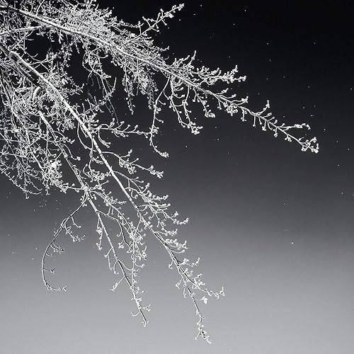 Posterazzi PDXPDV116962Large Tree Silhouette I White on Medium Grey David Pollard Póster impreso, 24 x 24, multicolor