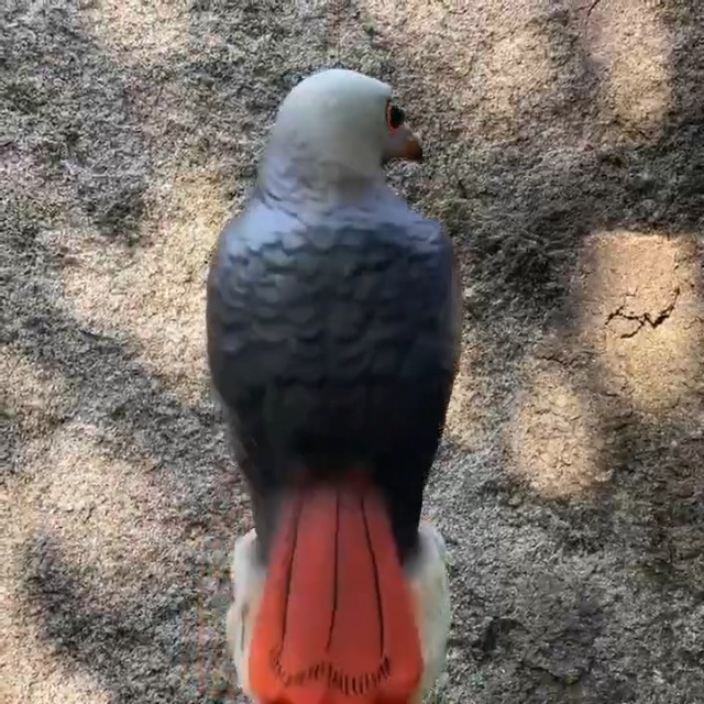 Amazon.co.jp: 物理的鳥よけ 鷹/隼 模型 吊り下げ式 防水樹脂製 約38cm