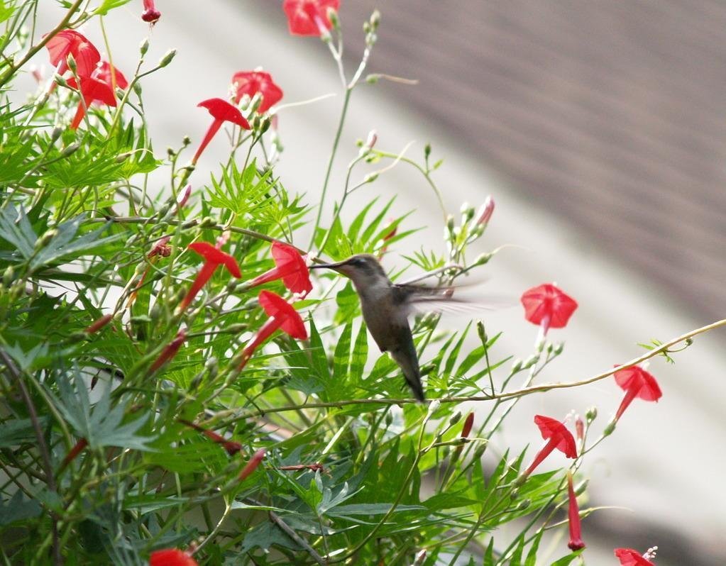 Hummingbird Vine Cardinal Climber Cypress Vine