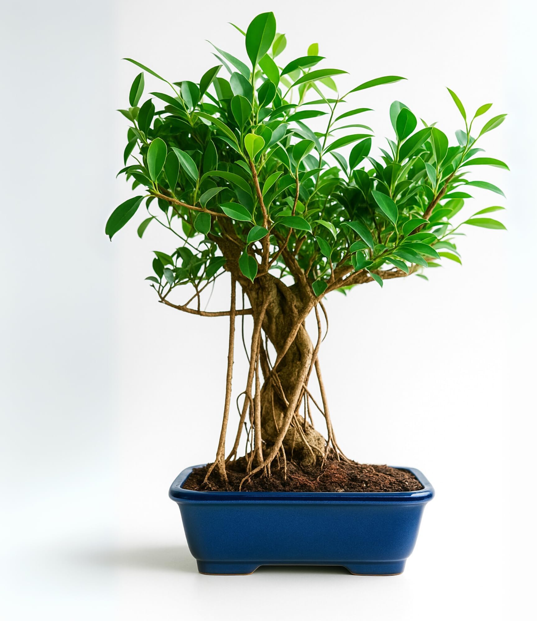 Abana Homes® 12 Years Old Banyan Bonsai Tree with Aerial Roots, Auspicious Ficus Species for Home Indoor, Height: 35-40 cm