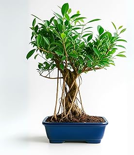 Abana Homes® 12 Years Old Banyan Bonsai Tree with Aerial Roots, Auspicious Ficus Species for Home Indoor, Height: 35-40 cm