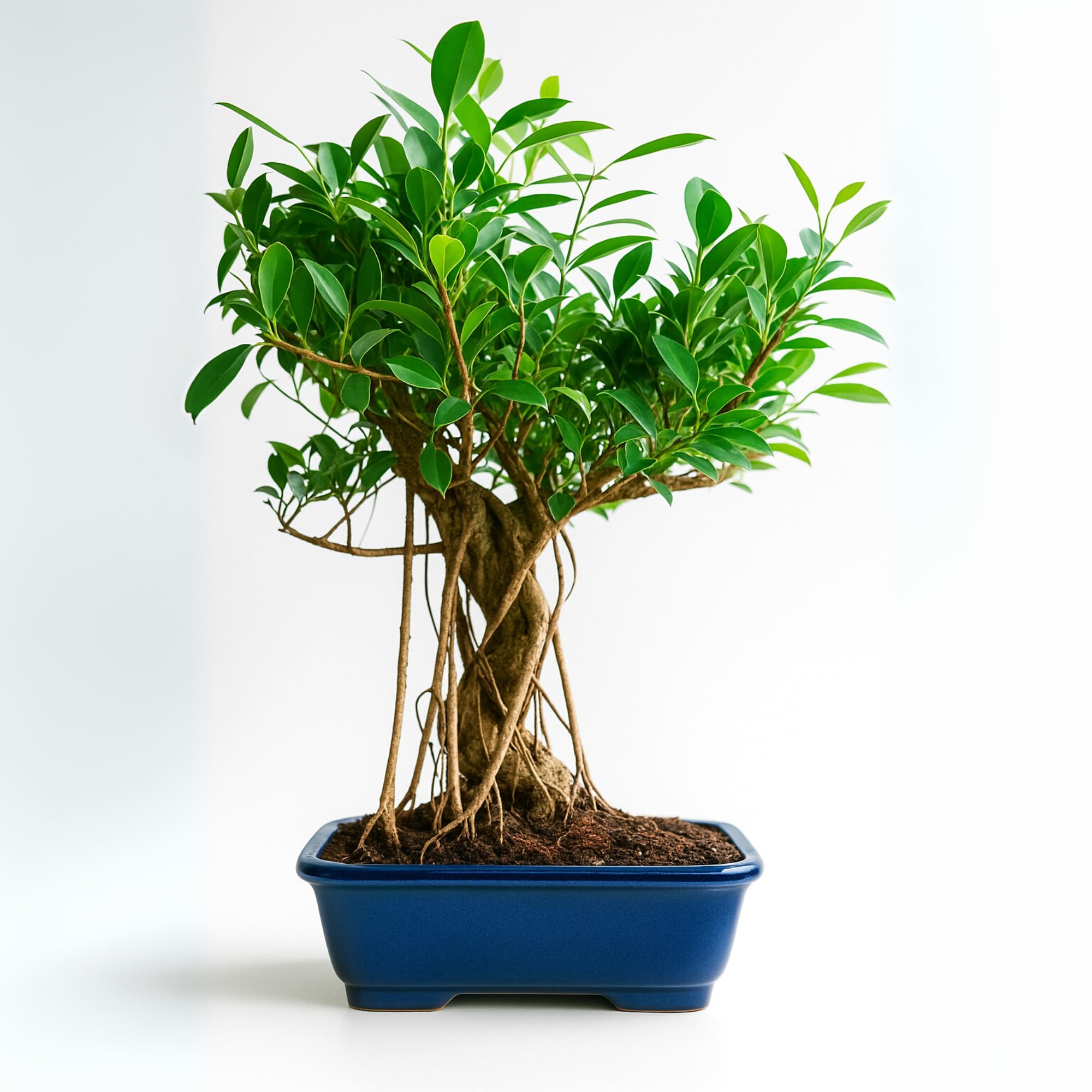 Abana Homes® 12 Years Old Banyan Bonsai Tree with Aerial Roots, Auspicious Ficus Species for Home Indoor, Height: 35-40 cm