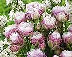 Peggy Wonder Double Late Tulip Bulbs for Planting - Easy to Grow Perennial Tulips (20 Bulbs)
