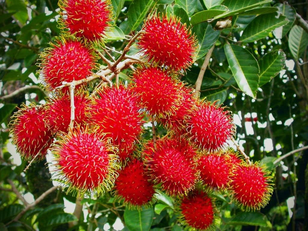 See full amazon price history chart for MITU Rare Fruit Live Plant " Rambutan N-18" Nephelium lappaceum Plant (1 Live Plant) MITU Rare Fruit Live Plant " Rambutan N-18" Nephelium lappaceum Plant (1 Live Plant) (B0CGXG3XCY) Amazon Price History, Amazon Price Tracker