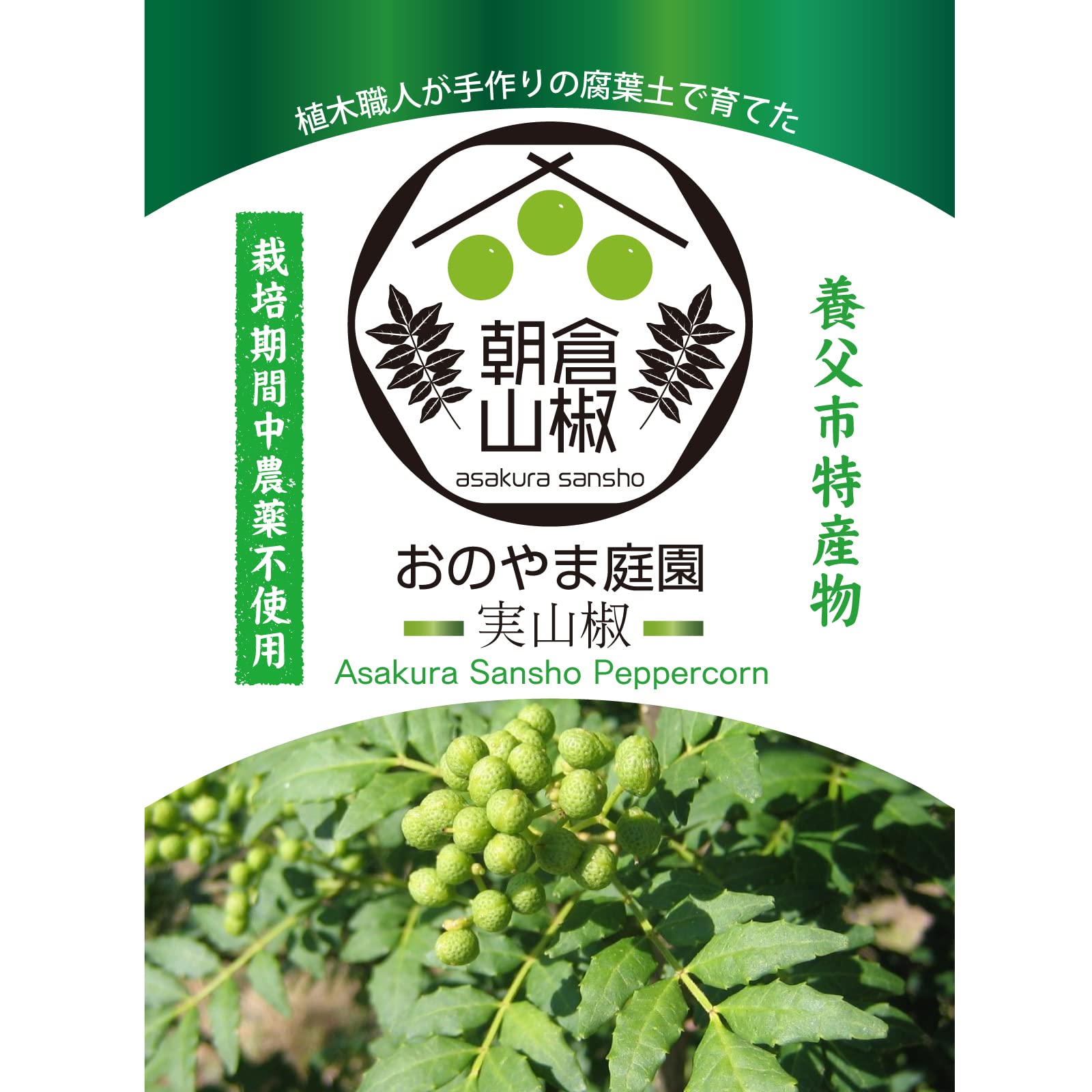 無農薬 朝倉山椒 鉢ごと発送 朝倉サンショウ 山椒苗木