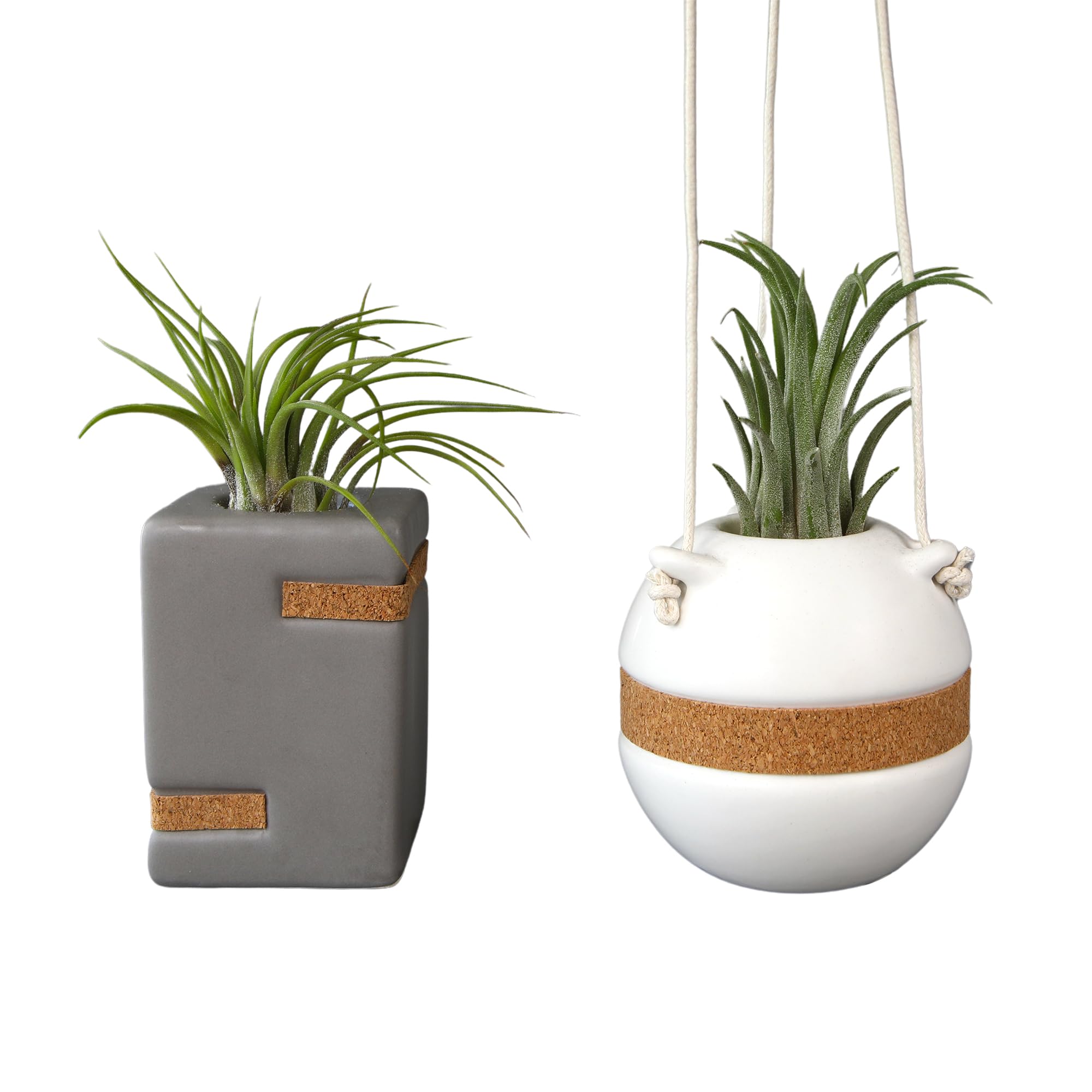 What Small Plants are Pet-Friendly?