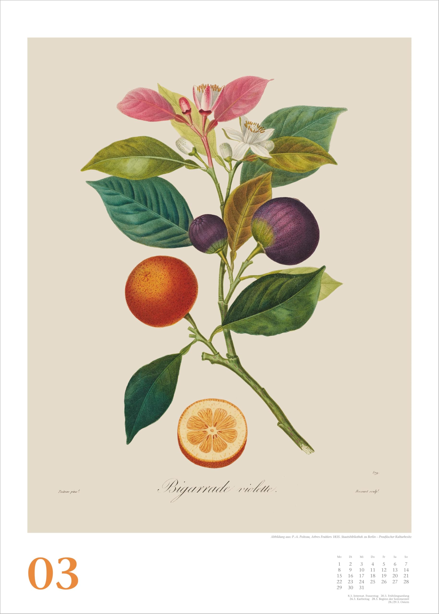 Alte Obstsorten 2027: Wandkalender 50x70 cm mit historischen Illustrationen von Pierre Antoine Poiteau und Spiralbindung