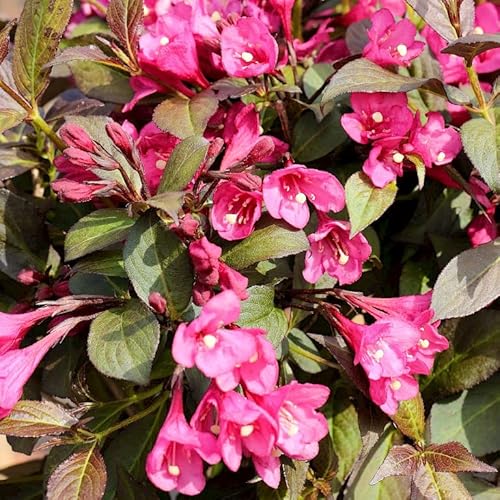 Tristar Plants - Java Red Weigela - 1 Gallon Potted Plant 1'-2'Ft Tall, Established Roots, Fast Growing Trees, Weigela Florida #TOP18