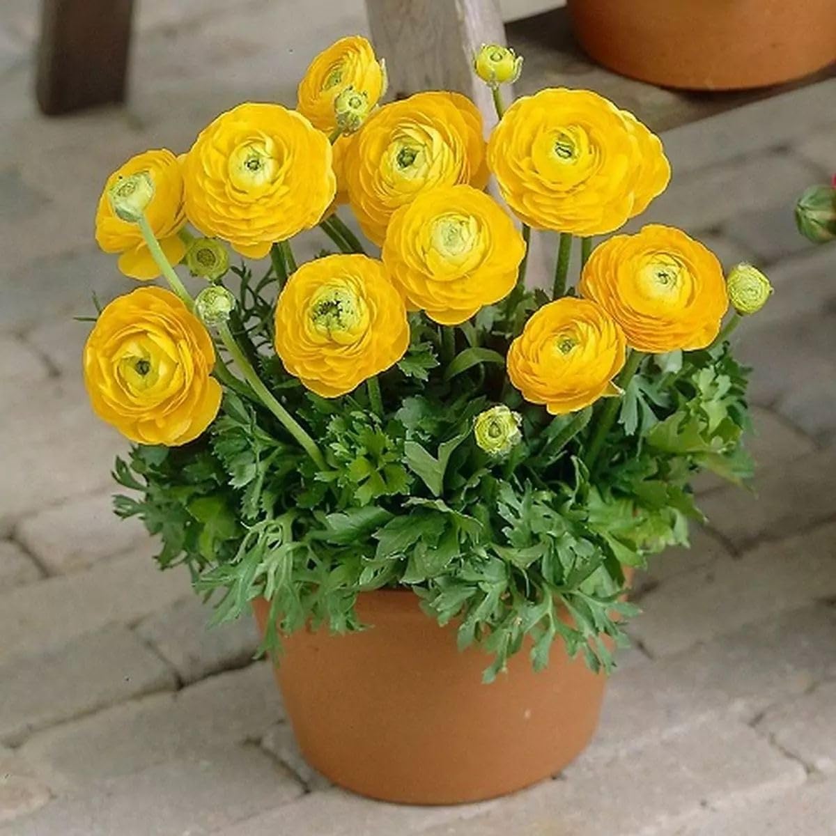 Holland Ranunculus Bulbs - Mix of Colors (Pack of 2) -8 Holland Ranunculus Bulbs - Mix of Colors (Pack of 2) -8