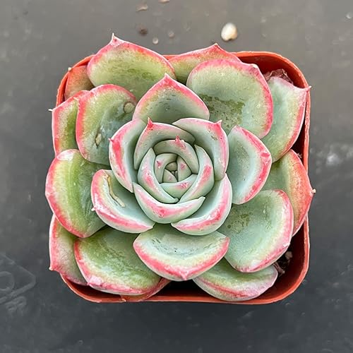 Miniatura 10 de Echeveria Snow Bunny mini suculenta viva totalmente enraizada en maceta de inicio de 2 pulgadas con mezcla de tierra planta de casa para interiores