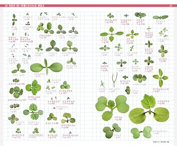 身近な雑草の芽生えハンドブック2 | 浅井 元朗 |本 | 通販 | Amazon