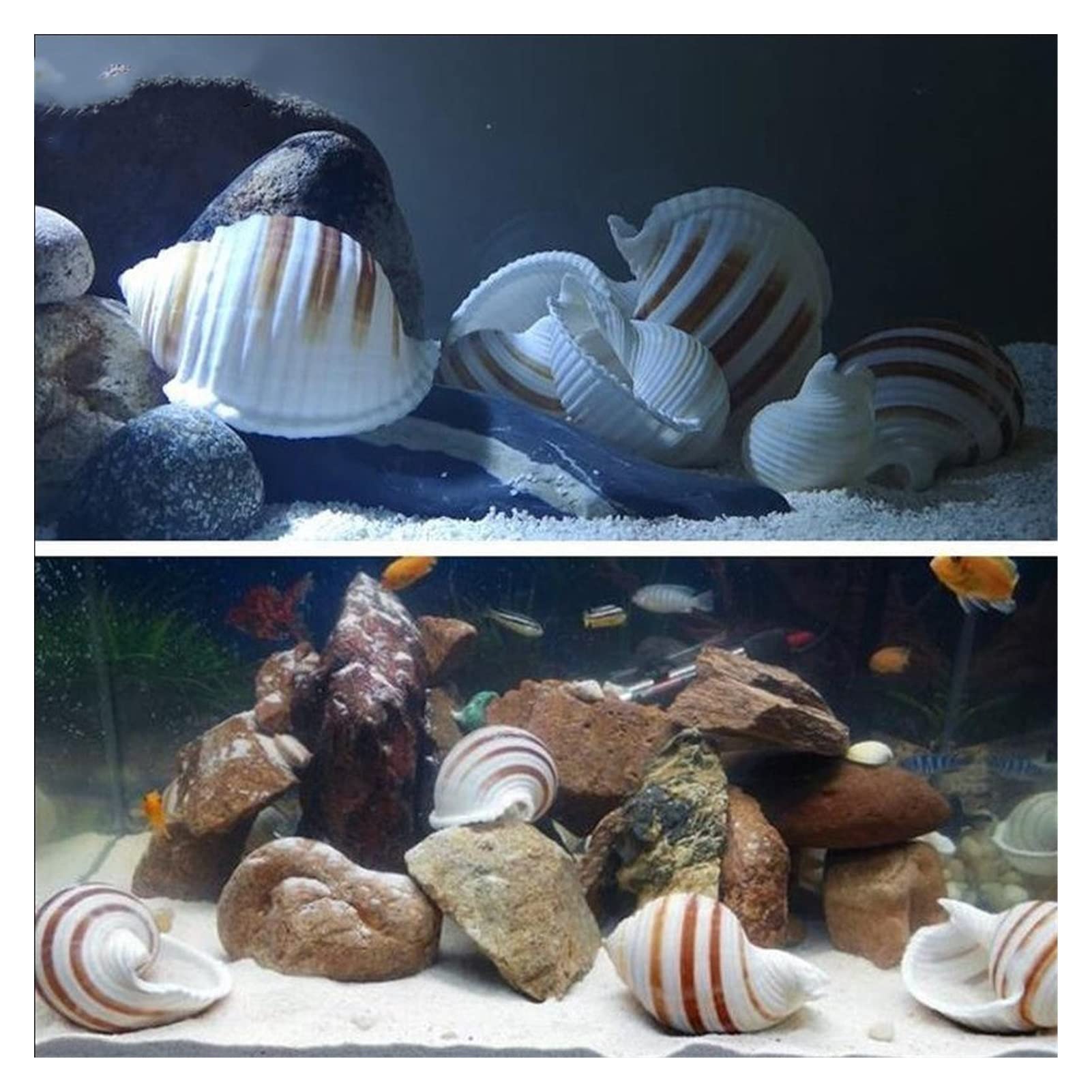 12 Teile/los Neue Seeschnecke Natürliche Shell Große Tritonshorn Aquarium Aquarium Rolle Schalentiere Zucht Mittelmeer Topf Einrichtung Ozean Dekoration Raumdekoration (Color : 10-11cm)