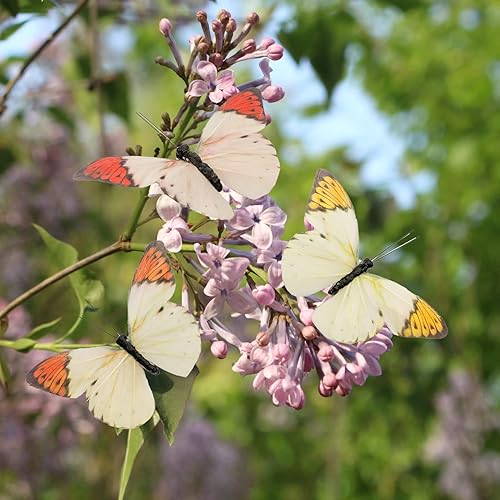 Miniatura 2 de Berfutall - Juego de 12 decoraciones de mariposa de plumas para Halloween, decoraciones de Acción de Gracias