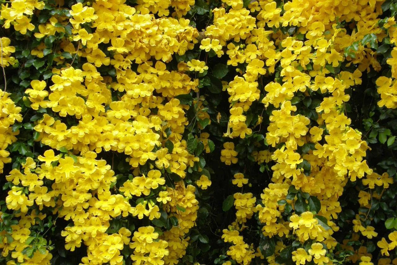Cat’s Claw Creeper Rare Plant (Dolichandra Unguis-Cati) – Fast Growing Yellow Flowering Climber Vine | Ornamental Outdoor Creeper for Balcony, Fence | PACK OF 1-image-20