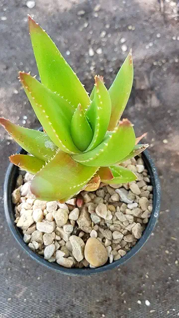 Aloe Vera Noble 'Portal Cool' Disarmato 10 - Easy Grow Plant