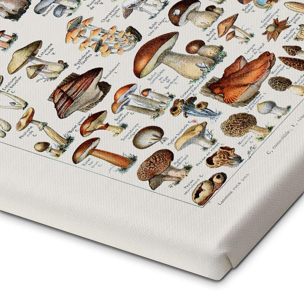 Poster Natura Funghi Poster Funghi Vintage Francese 50x70cm - Decorazione  Pareti Colorata Patruschka Poster Patruschka 50x70, image size:1000x1000