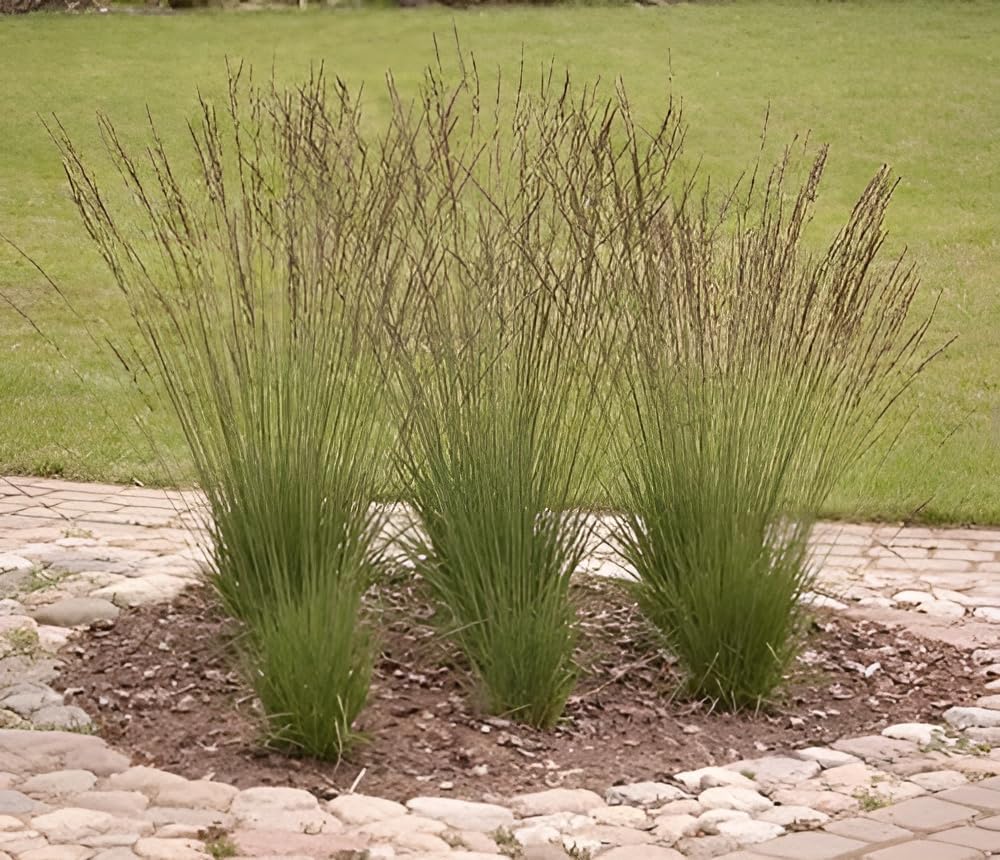 Stauden Gänge 10 x Molinia caerulea 'Edith Dudszus' Kleines Pfeifengras