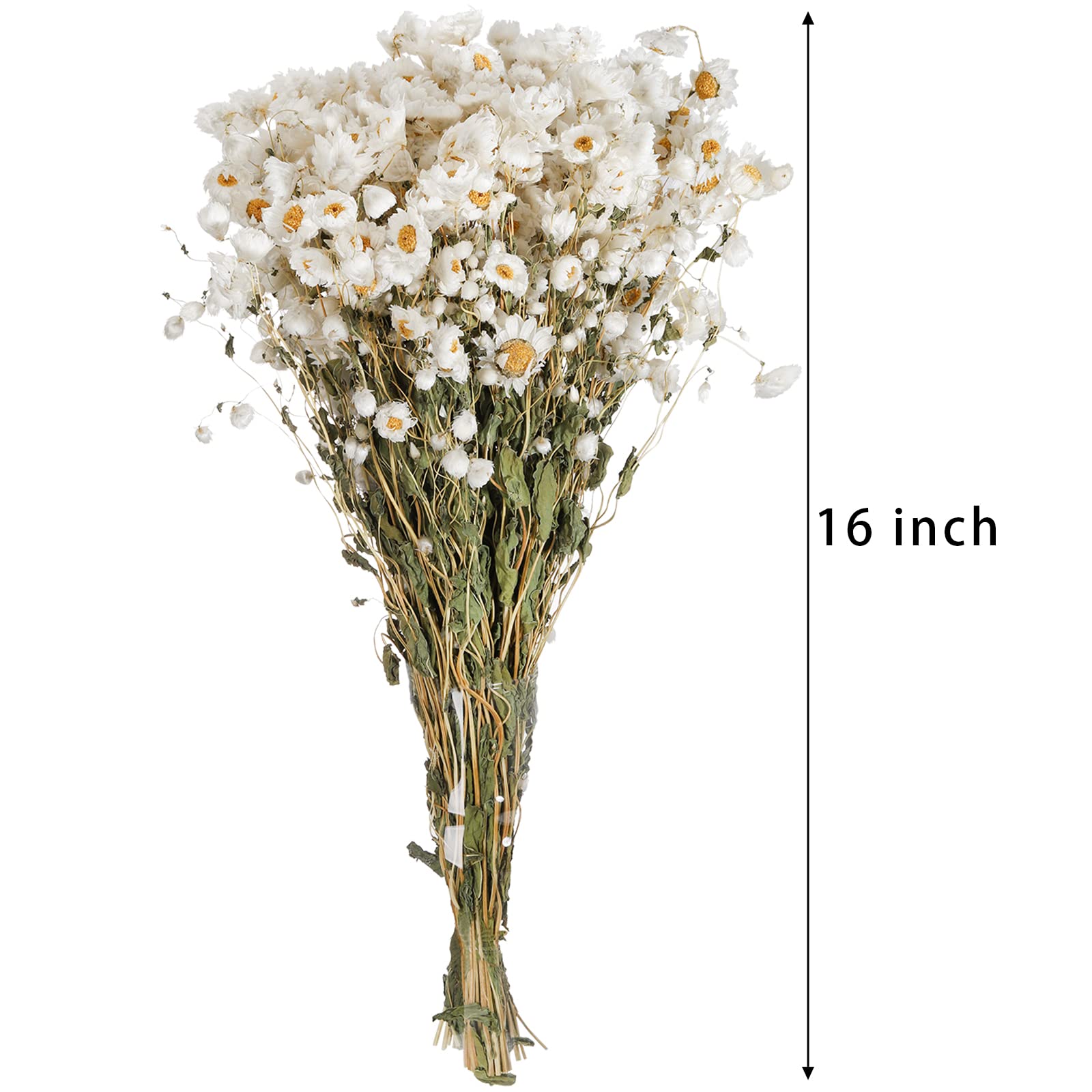 Coloch White Dried Daisy Flower Bouquet Set, 300+ Real Daisies Flower Head 16" Natural Gerber Daisies for Vase, DIY Bouquet, Flower Arrangement, Party, Wedding, Home Decoration