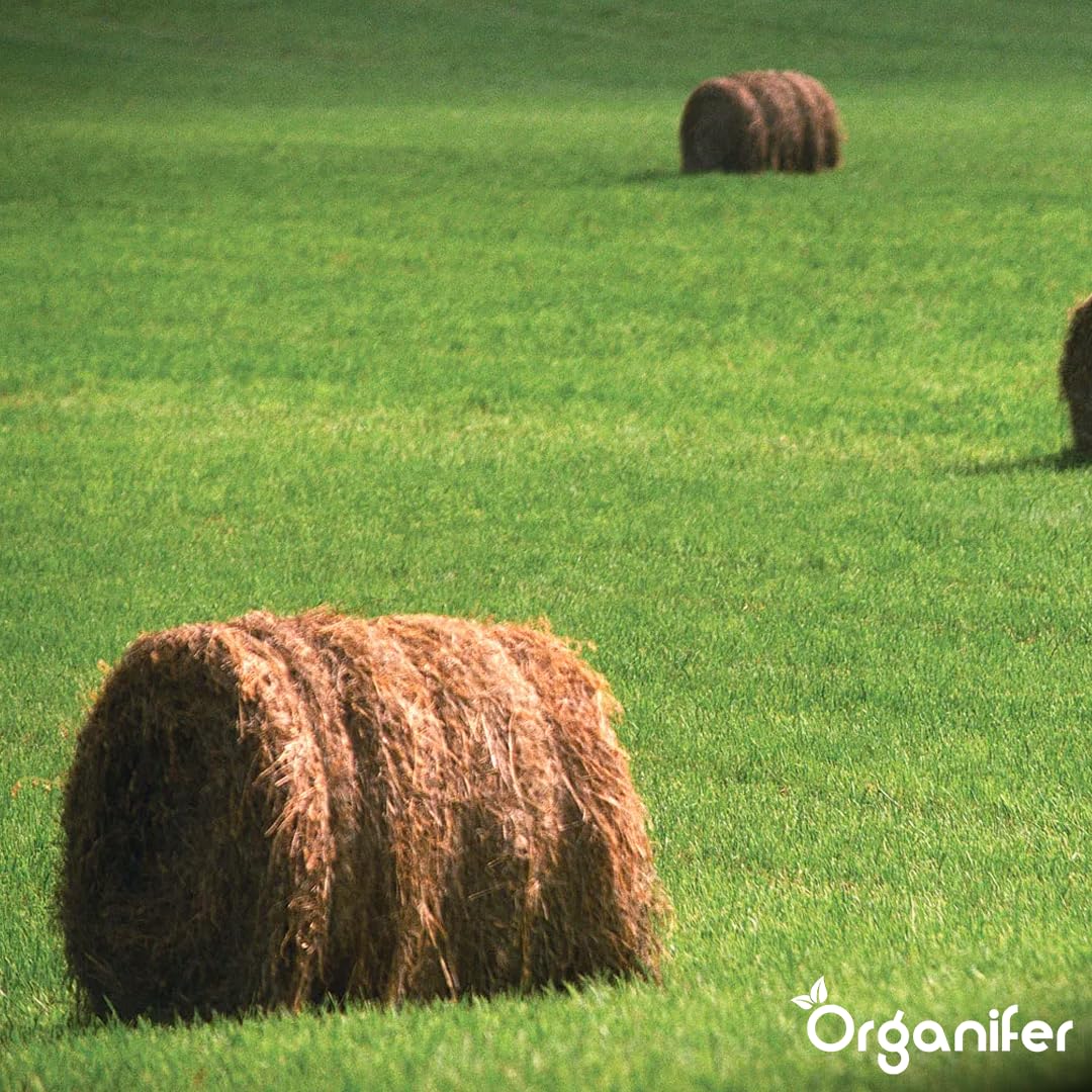 Semillas De Pasto Para Heno - 5kg = 833m² | Mezcla Premium De Heno Y Ensilaje - Nutrientes Para Un Crecimiento Rápido Y Sostenido - Organifer