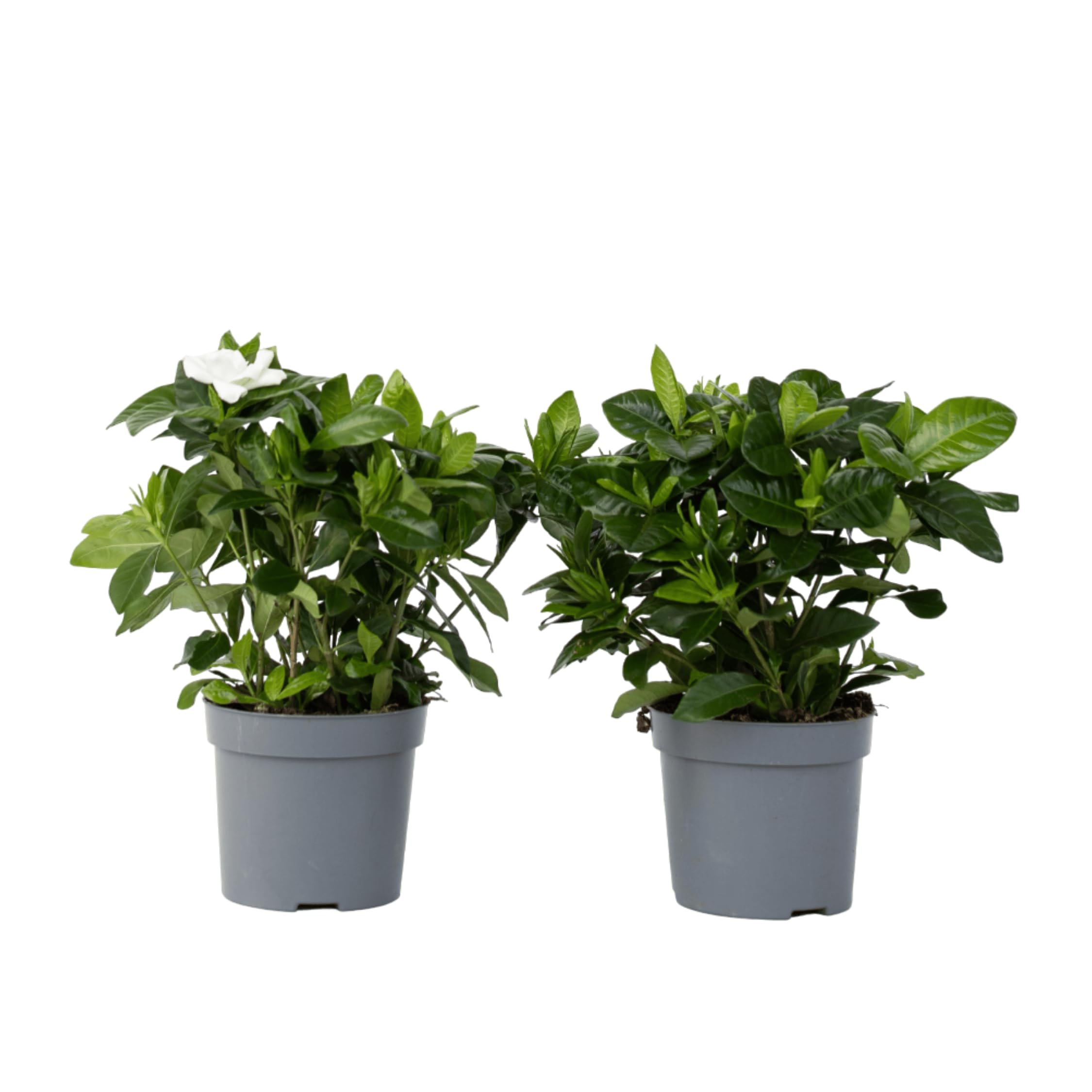 Jasmin du Cap Gardenia Jasminoides set de 2 plantes pour purifier l'air d'une chambre